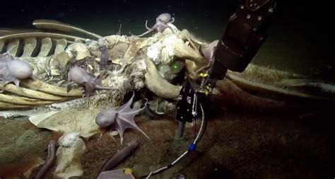 8 Curiously Odd Ocean Finds .
